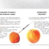 Collagen Face Cream with Vitamin C For Healthy Skin - Image 3